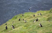 Puffin Lookout